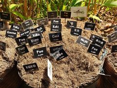 -大象粑粑造纸公园