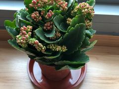 -双季花艺园艺市场(浦东店)
