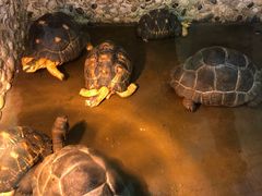 -上海大自然野生昆虫馆