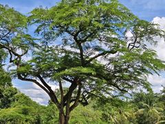 -中国科学院西双版纳热带植物园