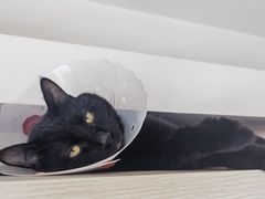-中农国际动物医院24小时·猫科·骨科·急重症中心