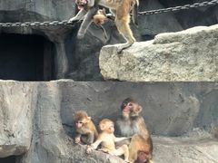 -青藏高原野生动物园