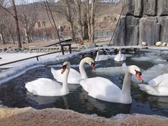 -新疆天山野生动物园