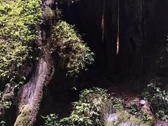 -莫里热带雨林景区