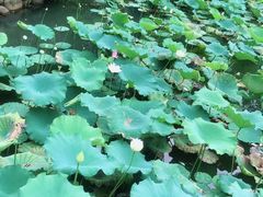 -中山市树木园