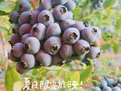-金石滩蓝莓谷庄园