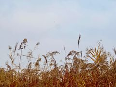 -野鸭湖国家湿地公园