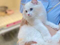 -lincat·猫舍(广州店)