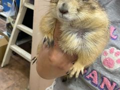 -钓仓鼠(洋桥北里小区店)