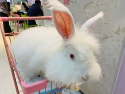 -Moni星球萌宠·小马宝莉·灵蛇·高端高阶全萌宠互动体验俱乐部(红豆国际广场店)