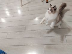 -喵的天空名猫咖啡馆·撸猫·猫舍·用品