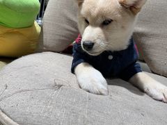 -逗柴咖啡屋·狗咖猫咖宠物桌游