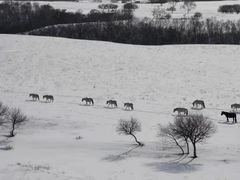 -塞罕坝国家级自然保护区