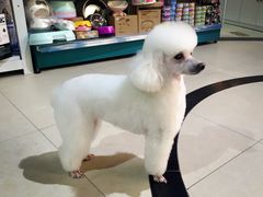 -1013 PET SHOP 宠物商店(近铁城市广场店)