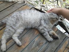 -喵屿·大理花园猫咖