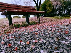 -顾村公园