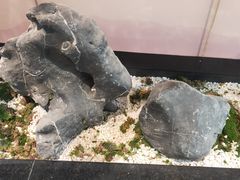 -马家斑.鲜鱼火锅(松湖万科店)