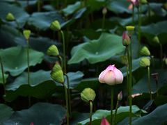 -陈家山荷花公园