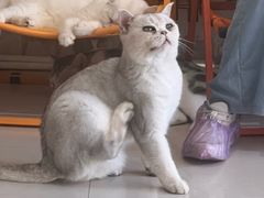 -平行世界·猫咖(首经贸店)