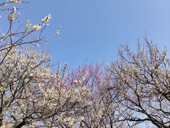 -无锡梅园公园