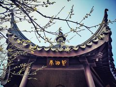 -香雪海