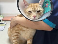 -乐琪宠物医院·犬猫专科·骨外科·急重症