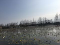 -上海长兴岛郊野公园