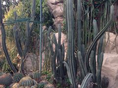 环境-北京植物园-展览温室