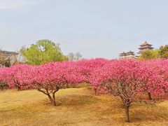-莲花池公园