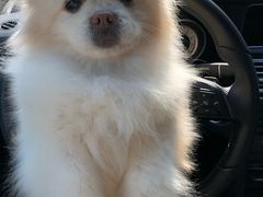 -爱侣宠医·鹦鹉专科·小型哺乳类·异宠专科(灵石路店)