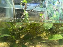 -上海大自然野生昆虫馆(东方明珠·爬宠昆虫探索中心)