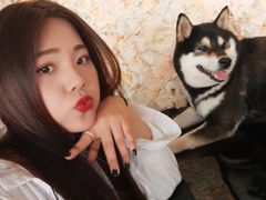 -柴犬高等学院·狗咖·柴犬售卖·宠物训练