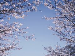 -高东镇樱花园