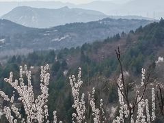 -白水寺森林公园