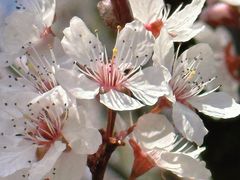 -金钉子远古世界景区