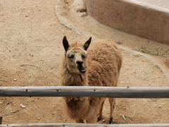 -泉州海丝野生动物世界
