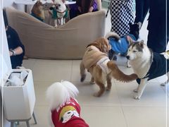 -怪兽屋·羊驼·猫咖·狗咖(俊华广场店)