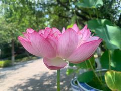 -莫愁湖公园