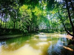 -桤木河湿地公园