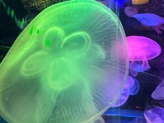 -太平洋海底世界