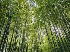 -泰山风景名胜区-普照寺