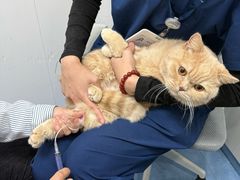 -博特宠物医院24h犬猫全科.骨科·异宠