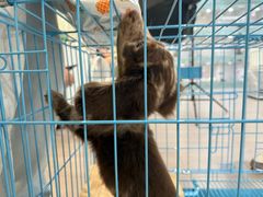 -萌宠之家·腊肠犬·马尔泰·小体犬舍