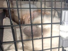 -纳吉亚猫专科动物诊疗中心(蒋宅口分院)