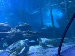 -太平洋海底世界