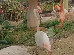 -灵玲国际马戏城