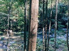 -九龙江国家森林公园