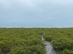 -北海金海湾红树林生态旅游区