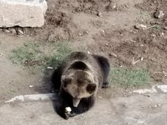 -青藏高原野生动物园