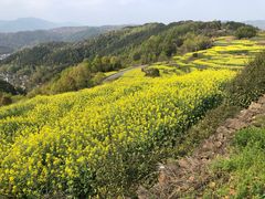 -桑洲油菜花景区